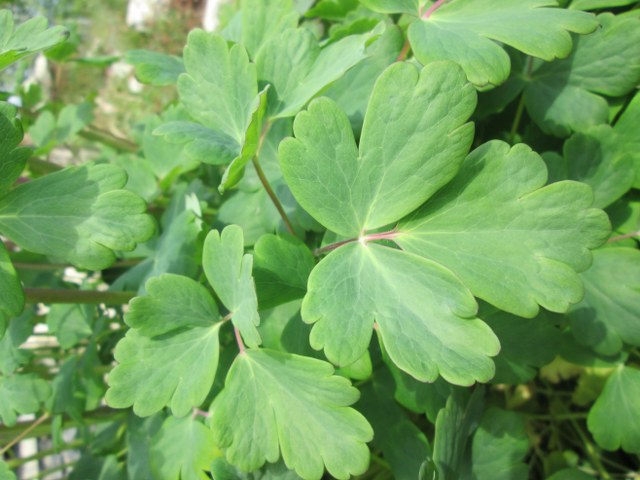 Aquilegia sp. (cultivar)